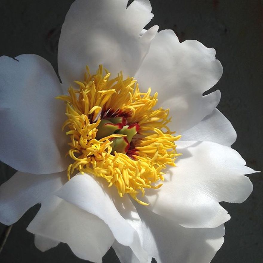 This Artist Creates Amazing Realistic Porcelain Flowers