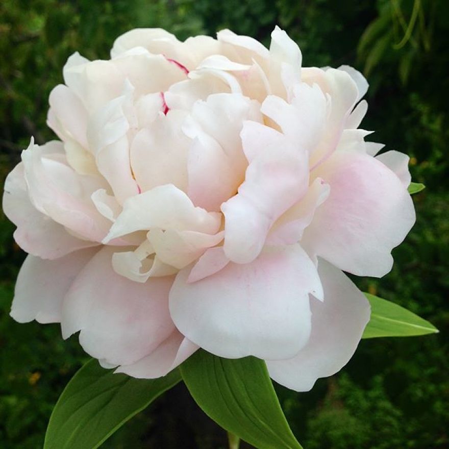 This Artist Creates Amazing Realistic Porcelain Flowers