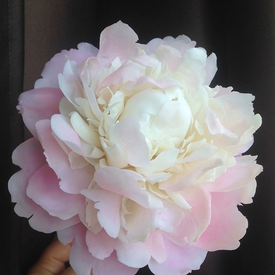 This Artist Creates Amazing Realistic Porcelain Flowers