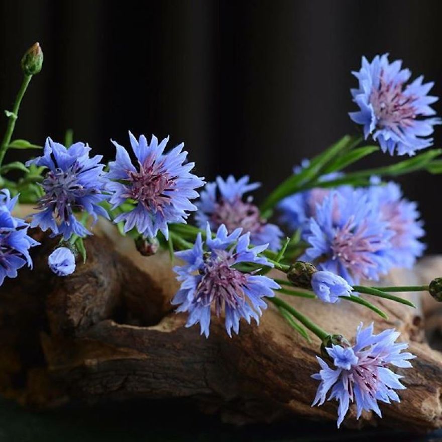This Artist Creates Amazing Realistic Porcelain Flowers