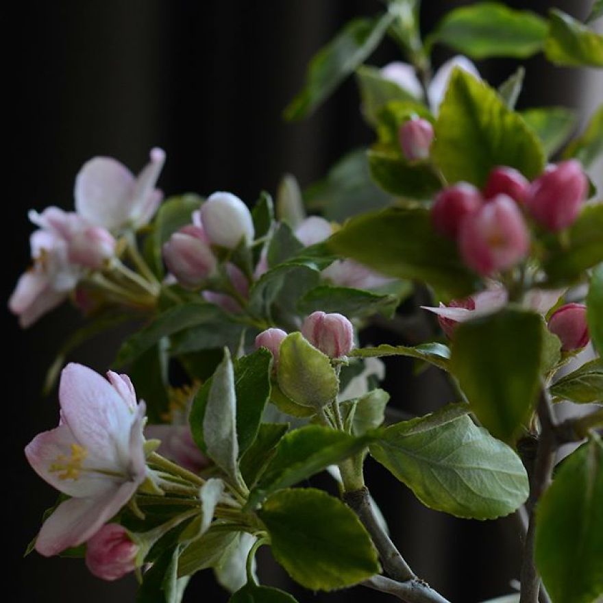 This Artist Creates Amazing Realistic Porcelain Flowers