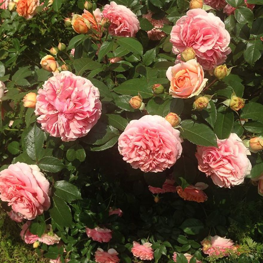 This Artist Creates Amazing Realistic Porcelain Flowers