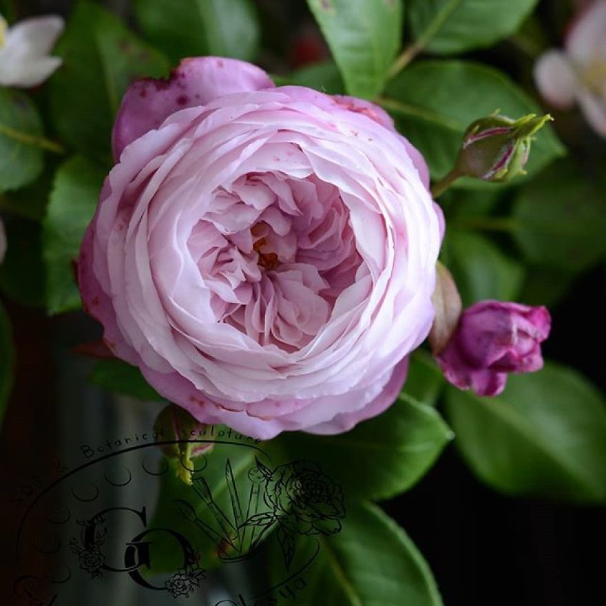 This Artist Creates Amazing Realistic Porcelain Flowers