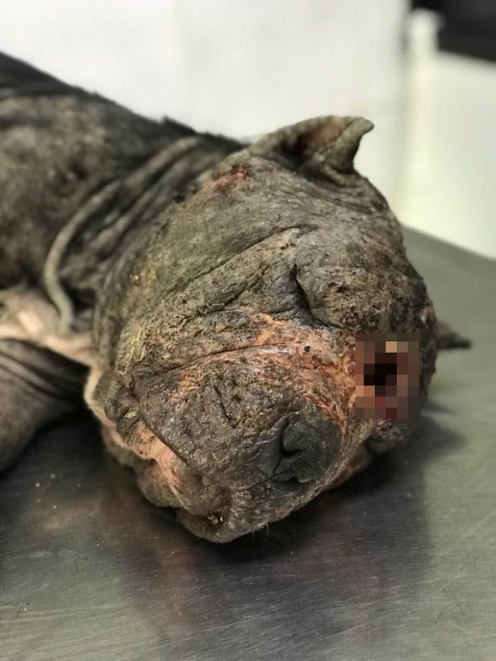 This Abandoned Pit Bull Was Certain To Die Alone, But Then This Good-Willed Man Found Her (20 Pics) This Abandoned Pit Bull Was Certain To Die Alone, But Then This Good-Willed Man Found Her (20 Pics)