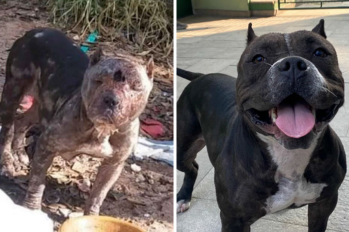 This Abandoned Pit Bull Was Certain To Die Alone, But Then This Good-Willed Man Found Her (20 Pics) This Abandoned Pit Bull Was Certain To Die Alone, But Then This Good-Willed Man Found Her (20 Pics)