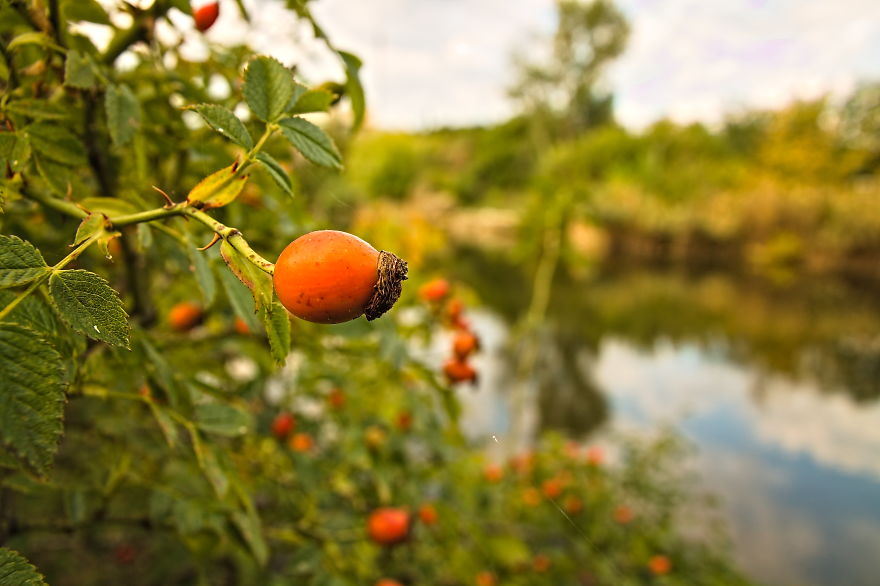 Turns Out That There Is A Hidden Lake Inside The City, With Exotic Duck Species Turns Out That There Is A Hidden Lake Inside The City, With Exotic Duck Species
