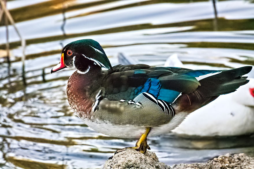 Turns Out That There Is A Hidden Lake Inside The City, With Exotic Duck Species Turns Out That There Is A Hidden Lake Inside The City, With Exotic Duck Species