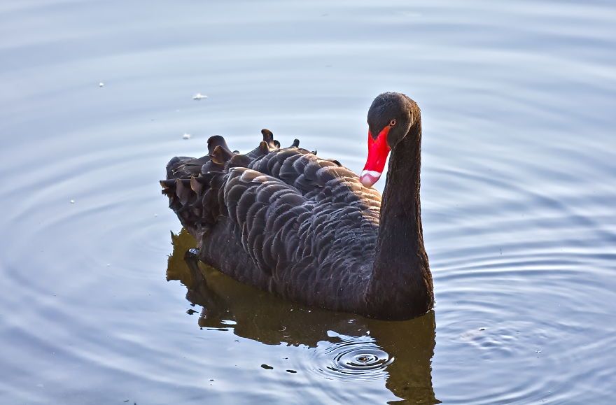 Turns Out That There Is A Hidden Lake Inside The City, With Exotic Duck Species Turns Out That There Is A Hidden Lake Inside The City, With Exotic Duck Species