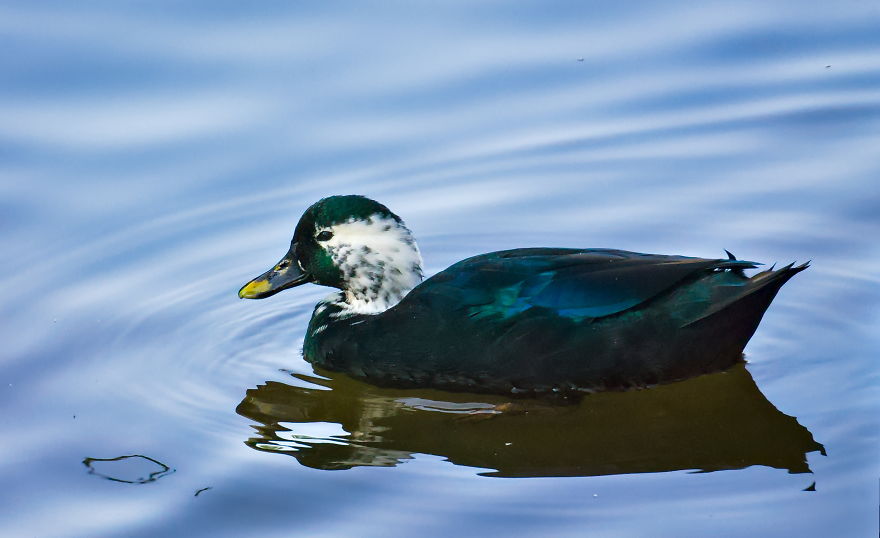 Turns Out That There Is A Hidden Lake Inside The City, With Exotic Duck Species Turns Out That There Is A Hidden Lake Inside The City, With Exotic Duck Species