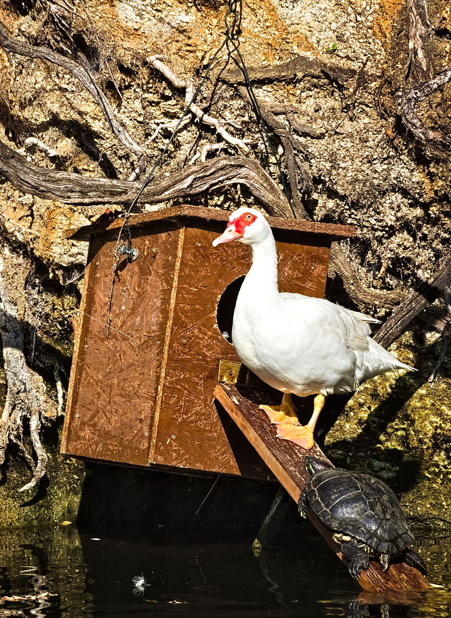 Turns Out That There Is A Hidden Lake Inside The City, With Exotic Duck Species Turns Out That There Is A Hidden Lake Inside The City, With Exotic Duck Species