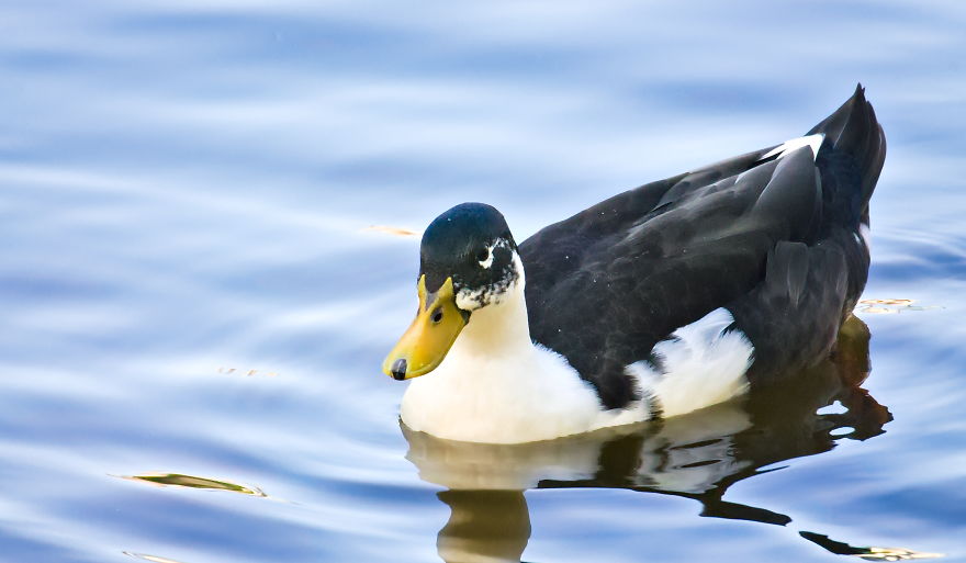 Turns Out That There Is A Hidden Lake Inside The City, With Exotic Duck Species Turns Out That There Is A Hidden Lake Inside The City, With Exotic Duck Species