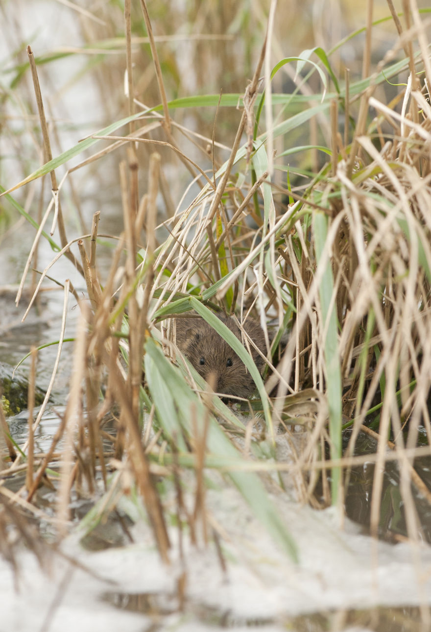 I’ve Been Photographing Storms During Dutch Tides For 7 Years, Here Are My 28 Pics To Capture Their Effect On Local Wildlife I’ve Been Photographing Storms During Dutch Tides For 7 Years, Here Are My 28 Pics To Capture Their Effect On Local Wildlife