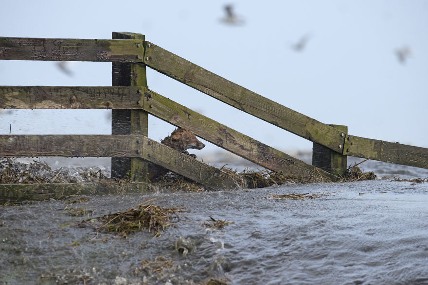 I’ve Been Photographing Storms During Dutch Tides For 7 Years, Here Are My 28 Pics To Capture Their Effect On Local Wildlife I’ve Been Photographing Storms During Dutch Tides For 7 Years, Here Are My 28 Pics To Capture Their Effect On Local Wildlife