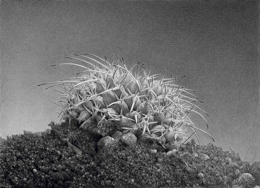 Wide (14 x 20, Graphite On Paper, 2002)