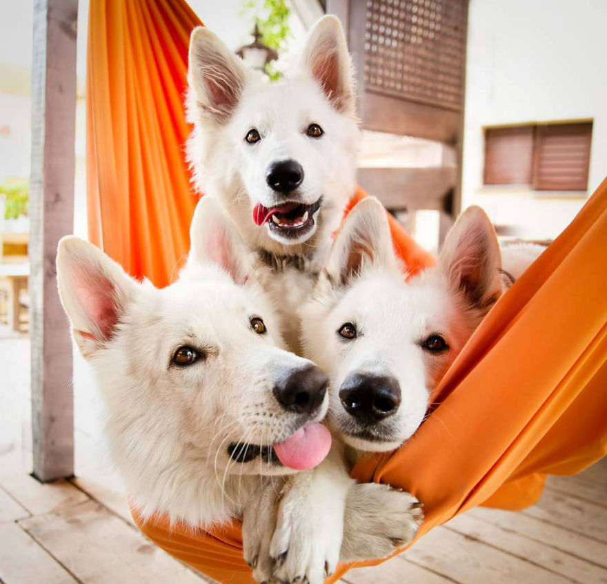 Woman’s Photoshoot Of Her Three Dogs With Sunflowers Goes Hilariously Wrong When They Discover How Tasty The Flowers Are Woman’s Photoshoot Of Her Three Dogs With Sunflowers Goes Hilariously Wrong When They Discover How Tasty The Flowers Are