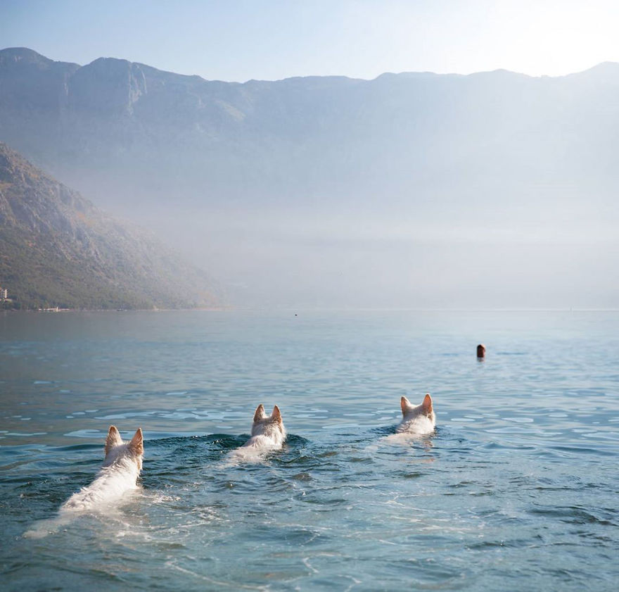 Woman’s Photoshoot Of Her Three Dogs With Sunflowers Goes Hilariously Wrong When They Discover How Tasty The Flowers Are Woman’s Photoshoot Of Her Three Dogs With Sunflowers Goes Hilariously Wrong When They Discover How Tasty The Flowers Are