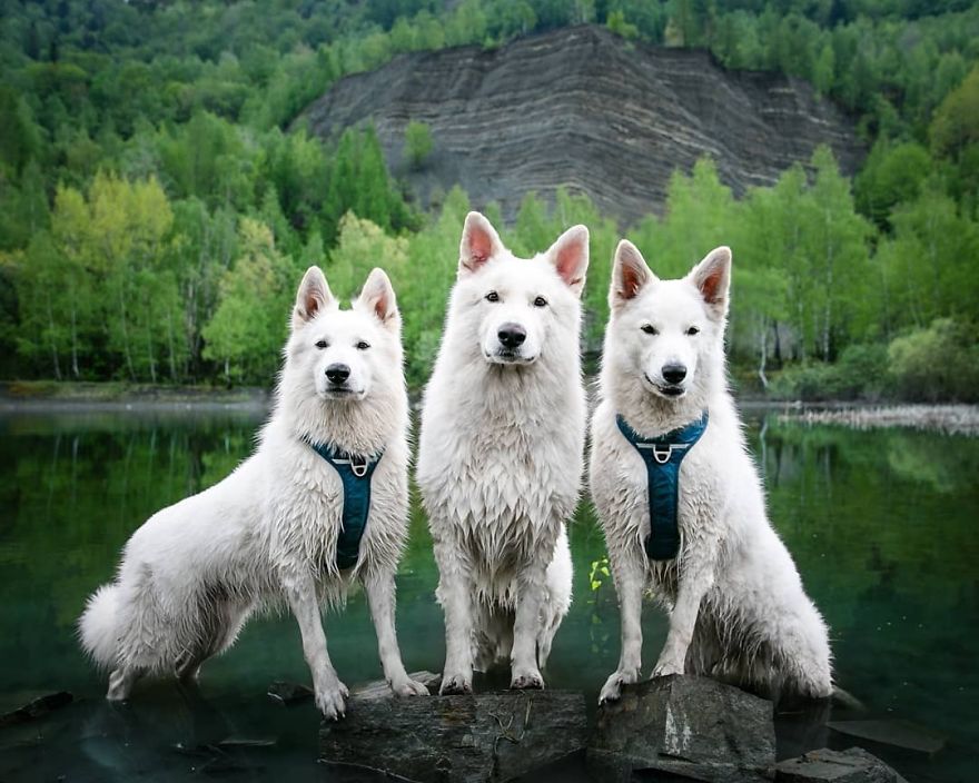 Woman’s Photoshoot Of Her Three Dogs With Sunflowers Goes Hilariously Wrong When They Discover How Tasty The Flowers Are Woman’s Photoshoot Of Her Three Dogs With Sunflowers Goes Hilariously Wrong When They Discover How Tasty The Flowers Are