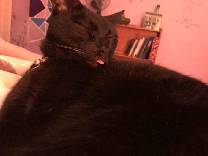 Kai And The Tongue Blep