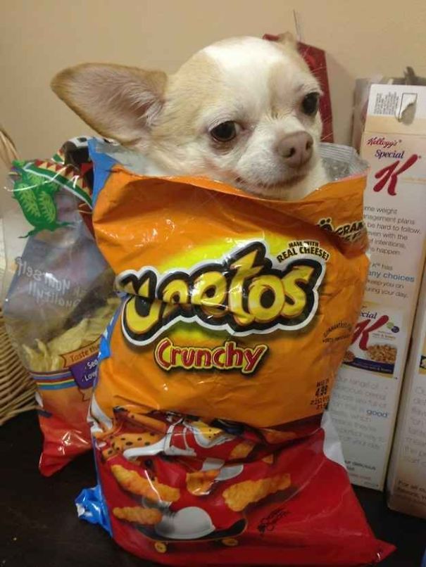 When-this-dog-tried-to-act-like-she-could-pull-of-this-Cheeto-dress_-5f5fd18030587-jpeg.jpg