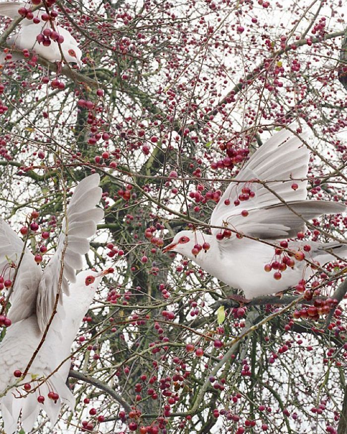 The Allegorical And Unusual Nature Of Simen Johan