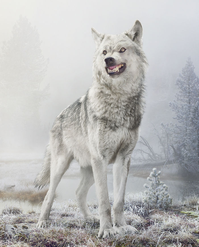 The Allegorical And Unusual Nature Of Simen Johan