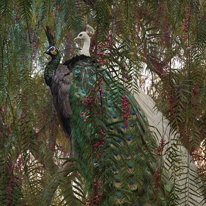 The Allegorical And Unusual Nature Of Simen Johan