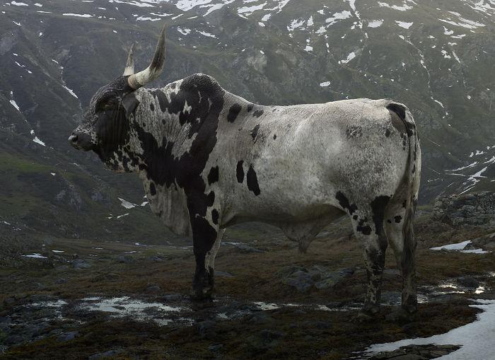 The Allegorical And Unusual Nature Of Simen Johan