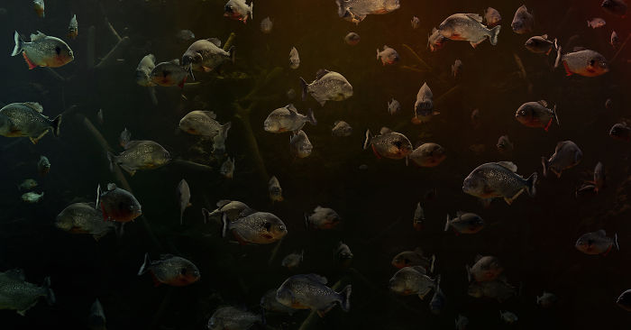 The Allegorical And Unusual Nature Of Simen Johan