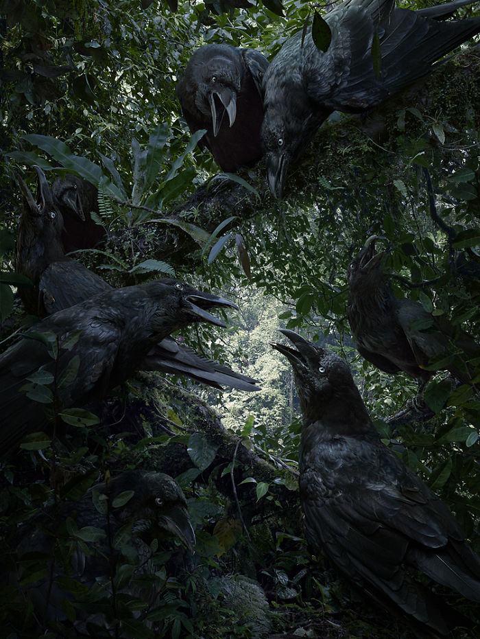 The Allegorical And Unusual Nature Of Simen Johan