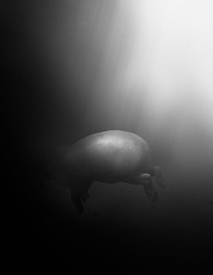 The Allegorical And Unusual Nature Of Simen Johan