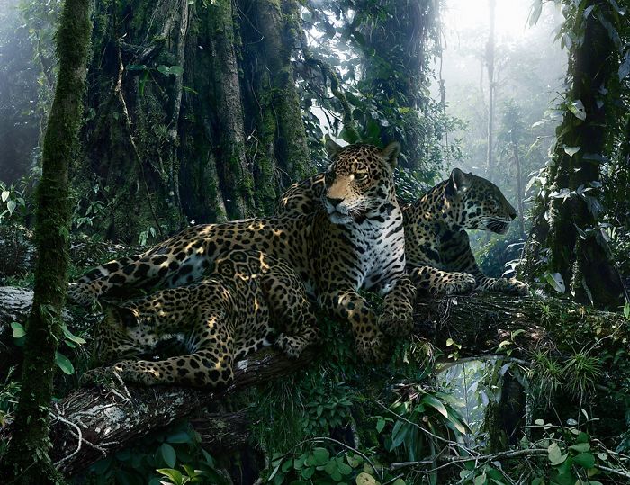 The Allegorical And Unusual Nature Of Simen Johan