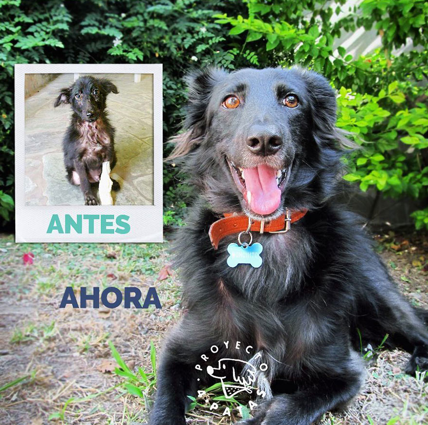 This Argentine Ngo Is Giving Abandoned Animals A Second Life