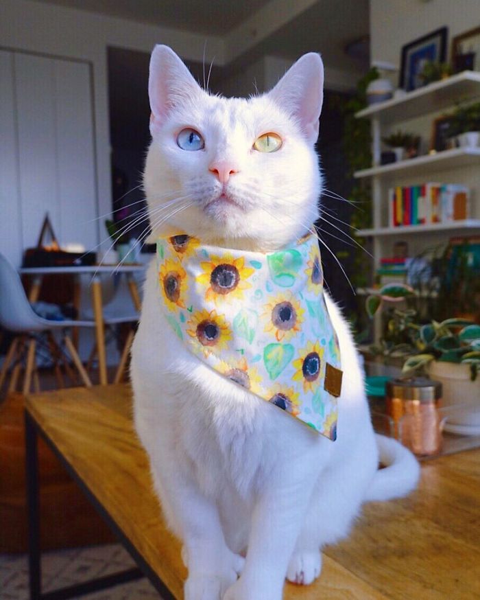 Abandoned-Different-Colored-Eyes-Extra-Toes-Finds-Home-Sansa-The-Cat