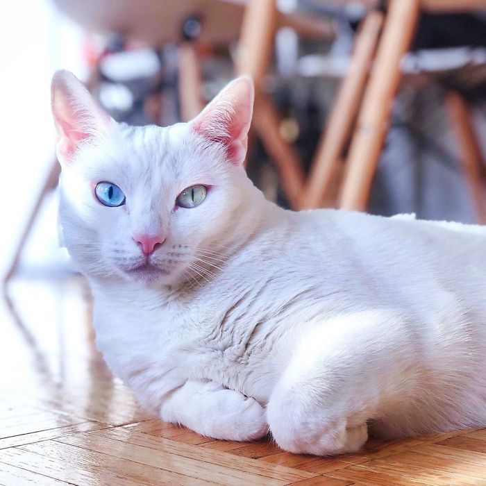 Abandoned-Different-Colored-Eyes-Extra-Toes-Finds-Home-Sansa-The-Cat
