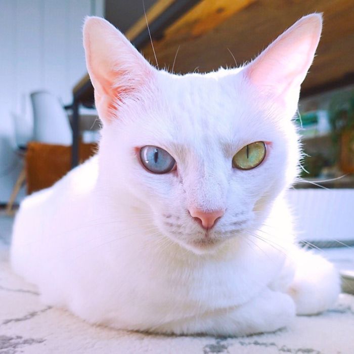 Abandoned-Different-Colored-Eyes-Extra-Toes-Finds-Home-Sansa-The-Cat