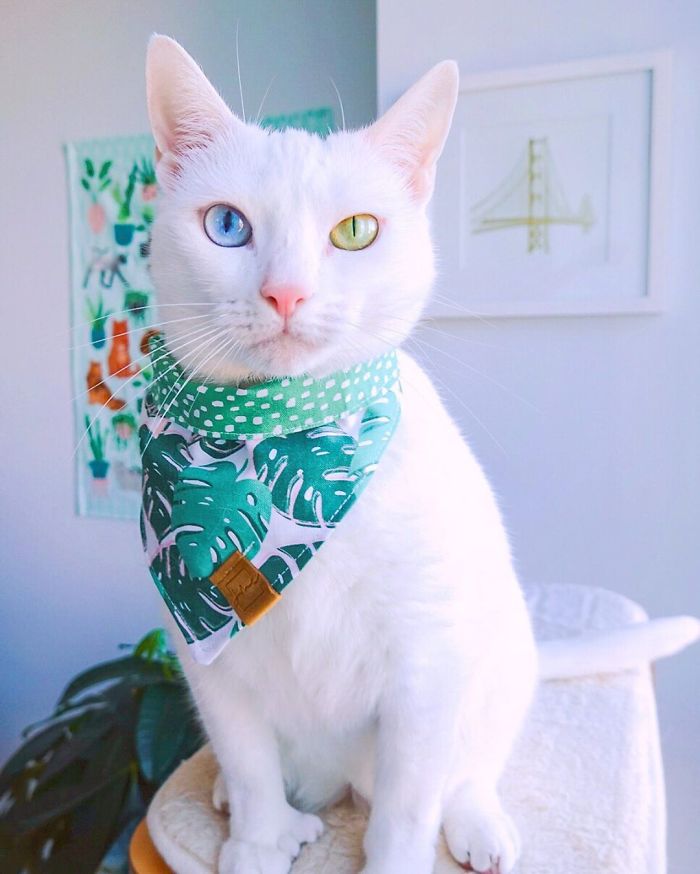 Abandoned-Different-Colored-Eyes-Extra-Toes-Finds-Home-Sansa-The-Cat