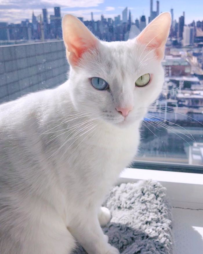 Abandoned-Different-Colored-Eyes-Extra-Toes-Finds-Home-Sansa-The-Cat