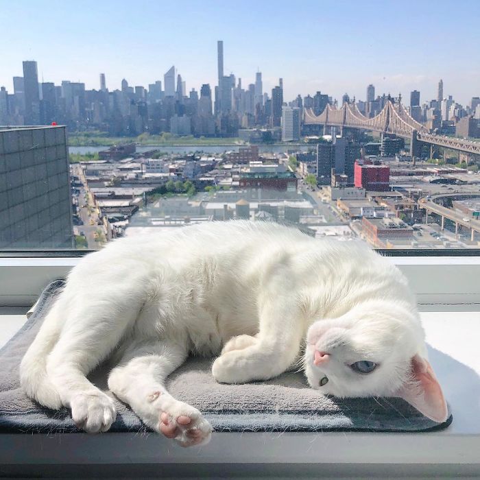 Abandoned-Different-Colored-Eyes-Extra-Toes-Finds-Home-Sansa-The-Cat