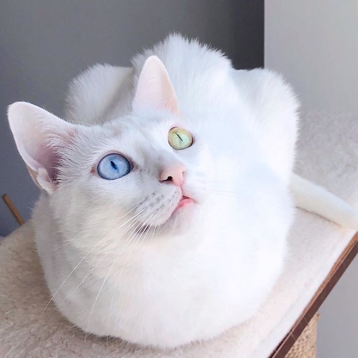 Abandoned-Different-Colored-Eyes-Extra-Toes-Finds-Home-Sansa-The-Cat