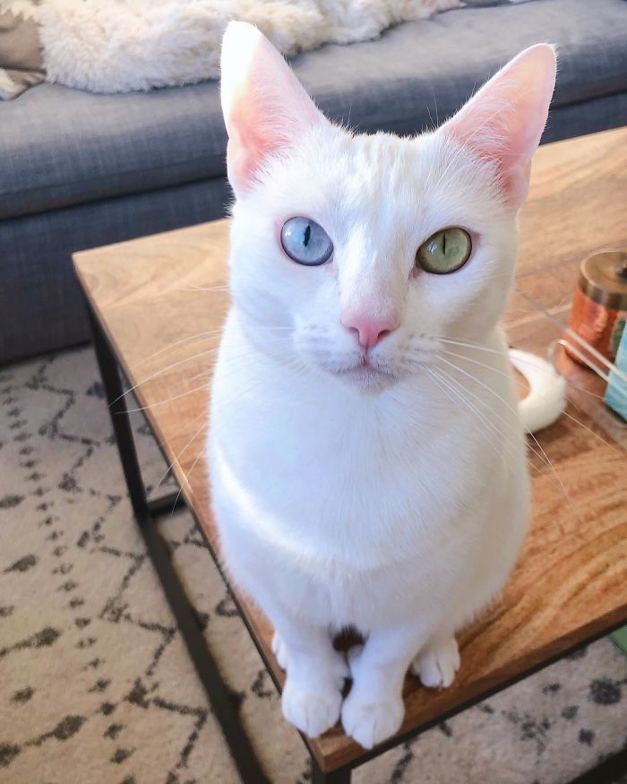 Abandoned-Different-Colored-Eyes-Extra-Toes-Finds-Home-Sansa-The-Cat