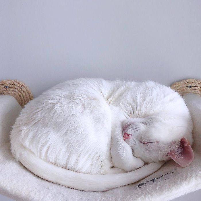 Abandoned-Different-Colored-Eyes-Extra-Toes-Finds-Home-Sansa-The-Cat