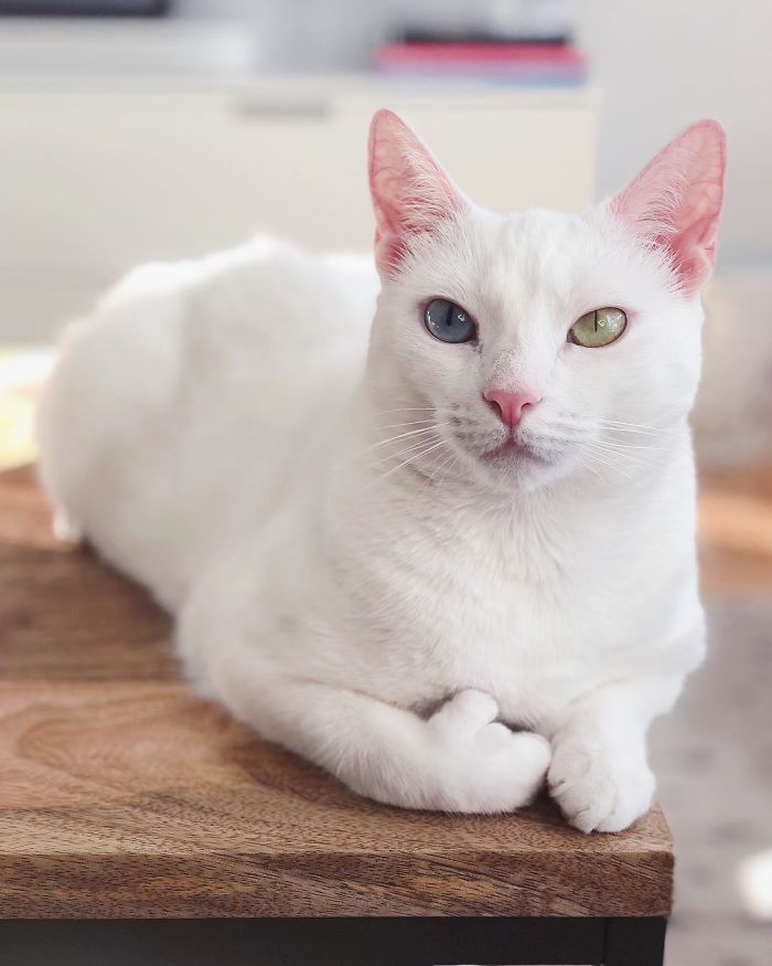 Abandoned-Different-Colored-Eyes-Extra-Toes-Finds-Home-Sansa-The-Cat