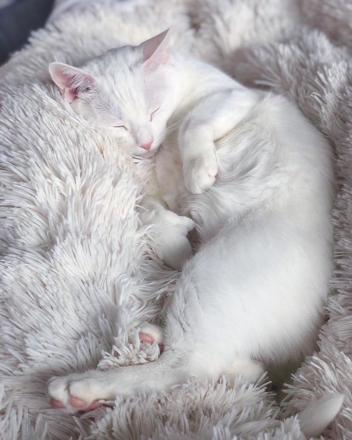 Abandoned-Different-Colored-Eyes-Extra-Toes-Finds-Home-Sansa-The-Cat