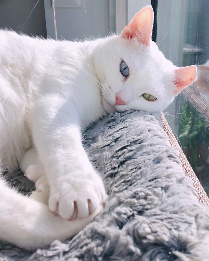 Abandoned-Different-Colored-Eyes-Extra-Toes-Finds-Home-Sansa-The-Cat