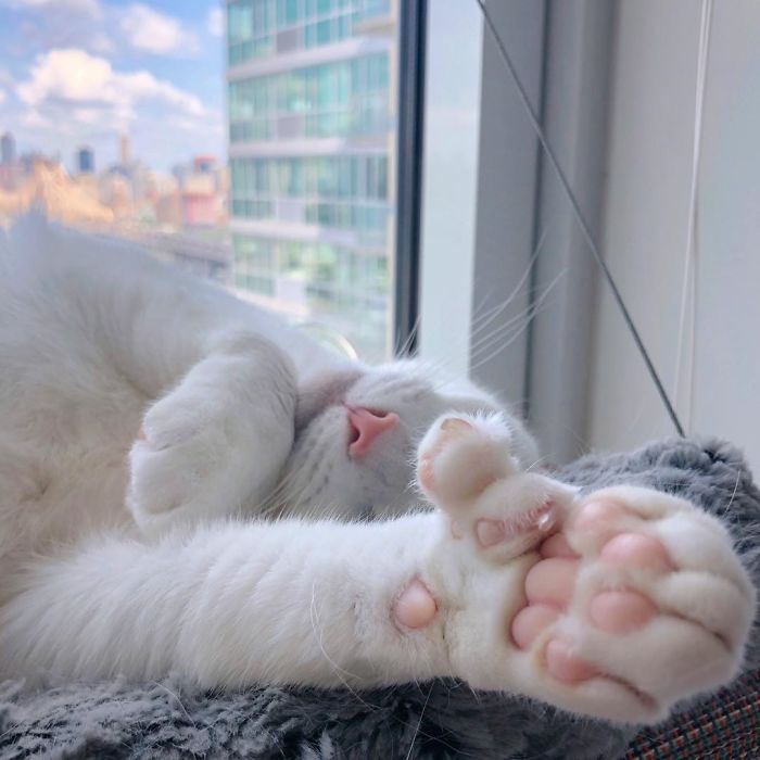 Abandoned-Different-Colored-Eyes-Extra-Toes-Finds-Home-Sansa-The-Cat