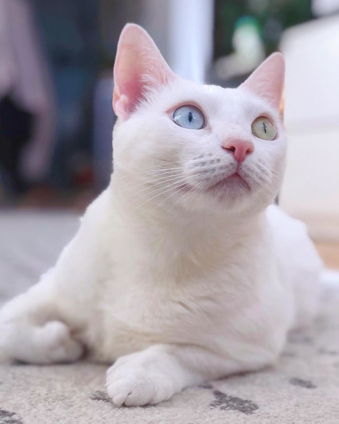 Abandoned-Different-Colored-Eyes-Extra-Toes-Finds-Home-Sansa-The-Cat