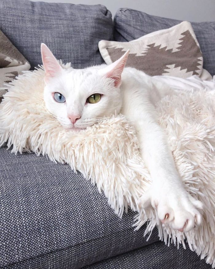 Abandoned-Different-Colored-Eyes-Extra-Toes-Finds-Home-Sansa-The-Cat