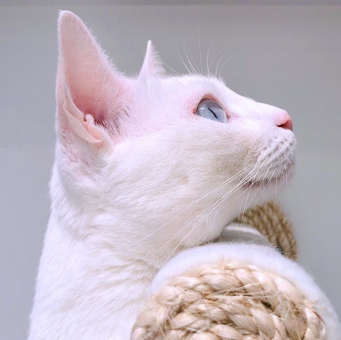 Abandoned-Different-Colored-Eyes-Extra-Toes-Finds-Home-Sansa-The-Cat