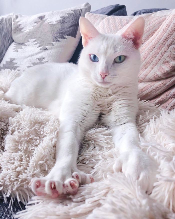 Abandoned-Different-Colored-Eyes-Extra-Toes-Finds-Home-Sansa-The-Cat