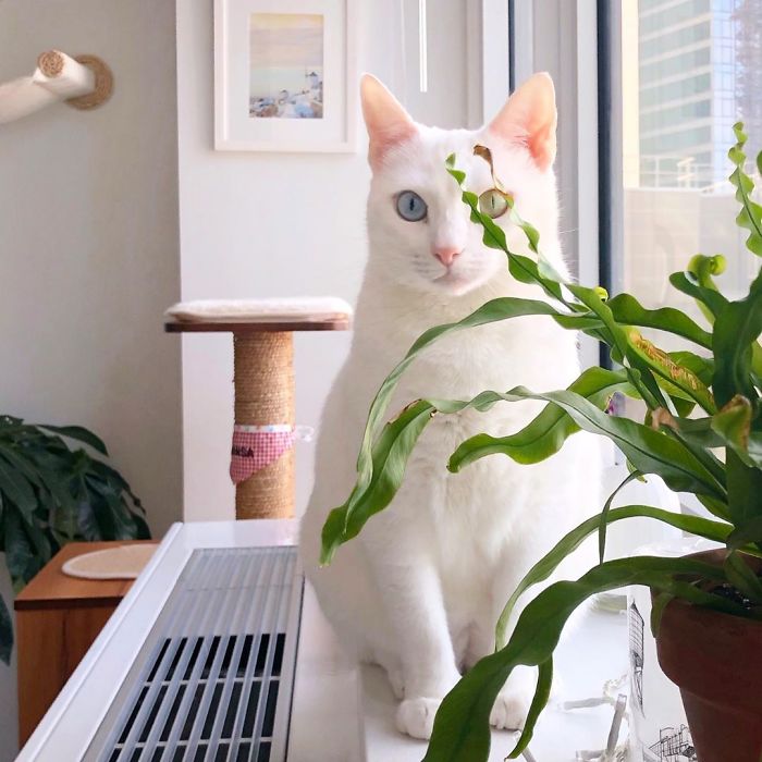 Abandoned-Different-Colored-Eyes-Extra-Toes-Finds-Home-Sansa-The-Cat